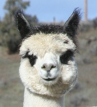 Adelle